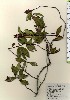  ( - TW024092)  @11 [ ] Copyright (2021) Unspecified Forestry and Forest Products Research Institute