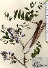  ( - TW024098)  @11 [ ] Copyright (2021) Unspecified Forestry and Forest Products Research Institute