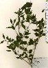  ( - TW024099)  @11 [ ] Copyright (2021) Unspecified Forestry and Forest Products Research Institute