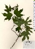  ( - TW024102)  @11 [ ] Copyright (2021) Unspecified Forestry and Forest Products Research Institute