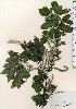  ( - TW024107)  @11 [ ] Copyright (2021) Unspecified Forestry and Forest Products Research Institute