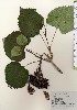  ( - TW024110)  @11 [ ] Copyright (2021) Unspecified Forestry and Forest Products Research Institute