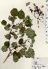 ( - TW024111)  @11 [ ] Copyright (2021) Unspecified Forestry and Forest Products Research Institute