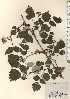  ( - TW024165)  @11 [ ] Copyright (2021) Unspecified Forestry and Forest Products Research Institute