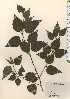  ( - TW024171)  @11 [ ] Copyright (2021) Unspecified Forestry and Forest Products Research Institute