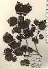 ( - TW024176)  @11 [ ] Copyright (2021) Unspecified Forestry and Forest Products Research Institute
