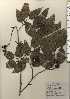  ( - TW024187)  @11 [ ] Copyright (2021) Unspecified Forestry and Forest Products Research Institute