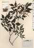  ( - TW024191)  @11 [ ] Copyright (2021) Unspecified Forestry and Forest Products Research Institute