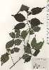  ( - TW024203)  @11 [ ] Copyright (2021) Unspecified Forestry and Forest Products Research Institute