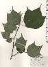  ( - TW024218)  @11 [ ] Copyright (2021) Unspecified Forestry and Forest Products Research Institute