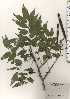  ( - TW024225)  @11 [ ] Copyright (2021) Unspecified Forestry and Forest Products Research Institute