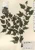  ( - TW024230)  @11 [ ] Copyright (2021) Unspecified Forestry and Forest Products Research Institute