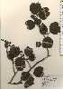  ( - TW024249)  @11 [ ] Copyright (2021) Unspecified Forestry and Forest Products Research Institute