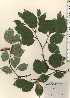  ( - TW024250)  @11 [ ] Copyright (2021) Unspecified Forestry and Forest Products Research Institute