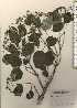  ( - TW024251)  @11 [ ] Copyright (2021) Unspecified Forestry and Forest Products Research Institute