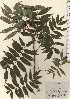  ( - TW024255)  @11 [ ] Copyright (2021) Unspecified Forestry and Forest Products Research Institute