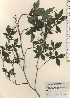  ( - TW024265)  @11 [ ] Copyright (2021) Unspecified Forestry and Forest Products Research Institute