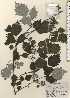  ( - TW024267)  @11 [ ] Copyright (2021) Unspecified Forestry and Forest Products Research Institute