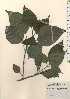  ( - TW024269)  @11 [ ] Copyright (2021) Unspecified Forestry and Forest Products Research Institute