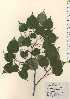  ( - TW024275)  @11 [ ] Copyright (2021) Unspecified Forestry and Forest Products Research Institute