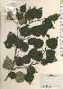  ( - TW024276)  @11 [ ] Copyright (2021) Unspecified Forestry and Forest Products Research Institute