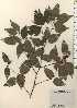  ( - TW024277)  @11 [ ] Copyright (2021) Unspecified Forestry and Forest Products Research Institute