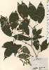  ( - TW024286)  @11 [ ] Copyright (2021) Unspecified Forestry and Forest Products Research Institute