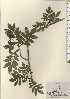  ( - TW024295)  @11 [ ] Copyright (2021) Unspecified Forestry and Forest Products Research Institute
