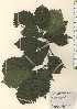  ( - TW024297)  @11 [ ] Copyright (2021) Unspecified Forestry and Forest Products Research Institute
