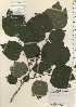  ( - TW024302)  @11 [ ] Copyright (2021) Unspecified Forestry and Forest Products Research Institute