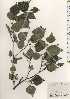 ( - TW024304)  @11 [ ] Copyright (2021) Unspecified Forestry and Forest Products Research Institute