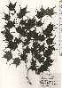  (Acer micranthum - TW024314)  @11 [ ] Copyright (2021) Unspecified Forestry and Forest Products Research Institute