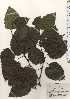  ( - TW024317)  @11 [ ] Copyright (2021) Unspecified Forestry and Forest Products Research Institute