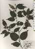  ( - TW024325)  @11 [ ] Copyright (2021) Unspecified Forestry and Forest Products Research Institute