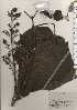  ( - TW024326)  @11 [ ] Copyright (2021) Unspecified Forestry and Forest Products Research Institute