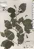  ( - TW024329)  @11 [ ] Copyright (2021) Unspecified Forestry and Forest Products Research Institute