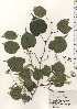  (Tilia japonica var. japonica - TW024342)  @11 [ ] Copyright (2021) Unspecified Forestry and Forest Products Research Institute