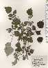  ( - TW024343)  @11 [ ] Copyright (2021) Unspecified Forestry and Forest Products Research Institute