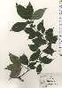  (Lindera sericea var. glabrata - TW024346)  @11 [ ] Copyright (2021) Unspecified Forestry and Forest Products Research Institute