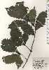  ( - TW024359)  @11 [ ] Copyright (2021) Unspecified Forestry and Forest Products Research Institute