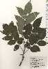  ( - TW024360)  @11 [ ] Copyright (2021) Unspecified Forestry and Forest Products Research Institute