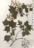  ( - TW024364)  @11 [ ] Copyright (2021) Unspecified Forestry and Forest Products Research Institute