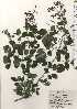  ( - TW024370)  @11 [ ] Copyright (2021) Unspecified Forestry and Forest Products Research Institute