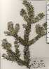  ( - TW024374)  @11 [ ] Copyright (2021) Unspecified Forestry and Forest Products Research Institute