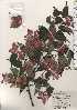  (Acer crataegifolium - TW024376)  @11 [ ] Copyright (2021) Unspecified Forestry and Forest Products Research Institute