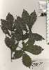  ( - TW024381)  @11 [ ] Copyright (2021) Unspecified Forestry and Forest Products Research Institute