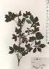  ( - TW024385)  @11 [ ] Copyright (2021) Unspecified Forestry and Forest Products Research Institute