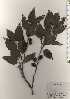  ( - TW024392)  @11 [ ] Copyright (2021) Unspecified Forestry and Forest Products Research Institute