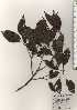  ( - TW024394)  @11 [ ] Copyright (2021) Unspecified Forestry and Forest Products Research Institute