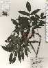  ( - TW024397)  @11 [ ] Copyright (2021) Unspecified Forestry and Forest Products Research Institute